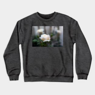 White rose close-up in soft blur focus Crewneck Sweatshirt